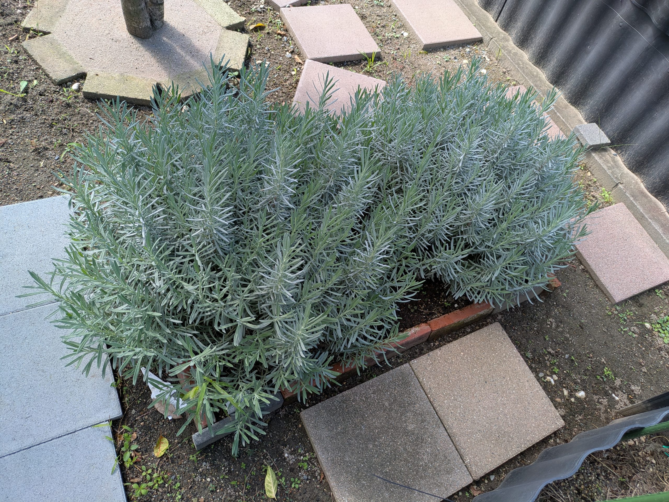 ラベンダー